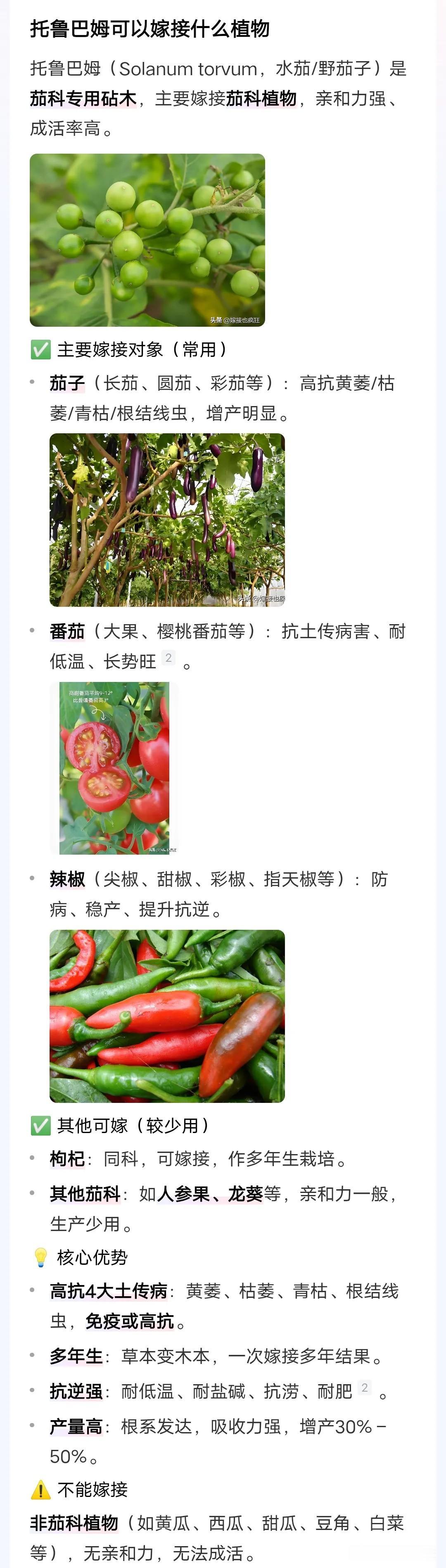 托鲁巴姆可以嫁接什么植物