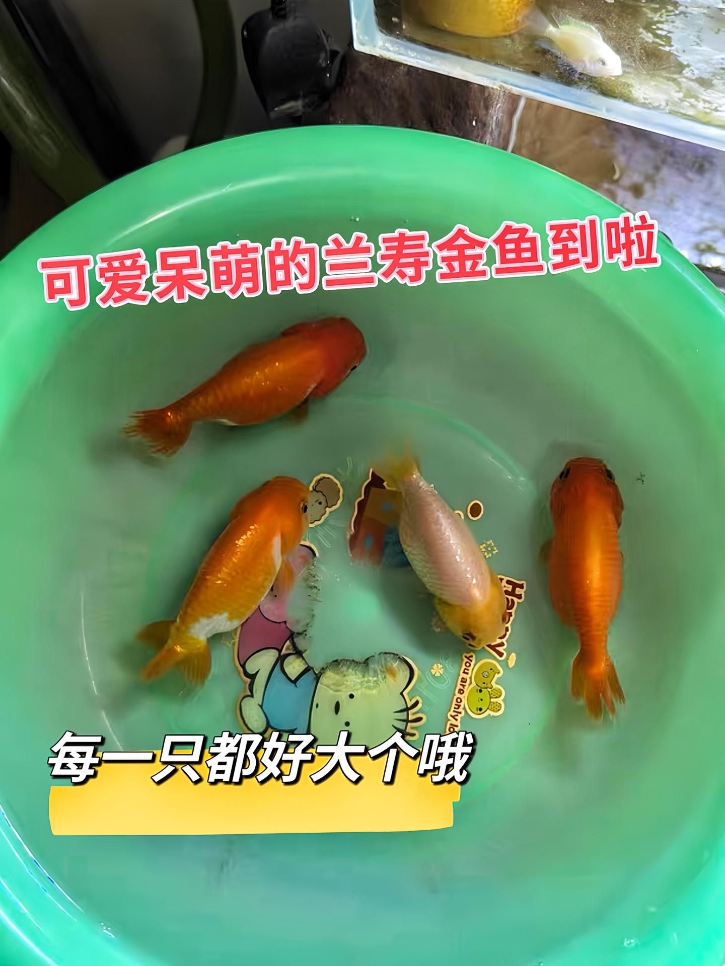 首先是观赏性强。它的外观很有特点，体型圆滚滚的，没有背鳍，背部线条流畅...