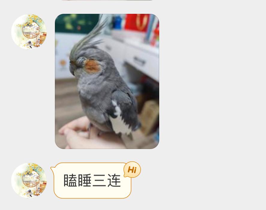 #宠物鸟投稿# 打瞌睡的腮红鸡🦜看给孩子都困成啥样了！💤 ​​​