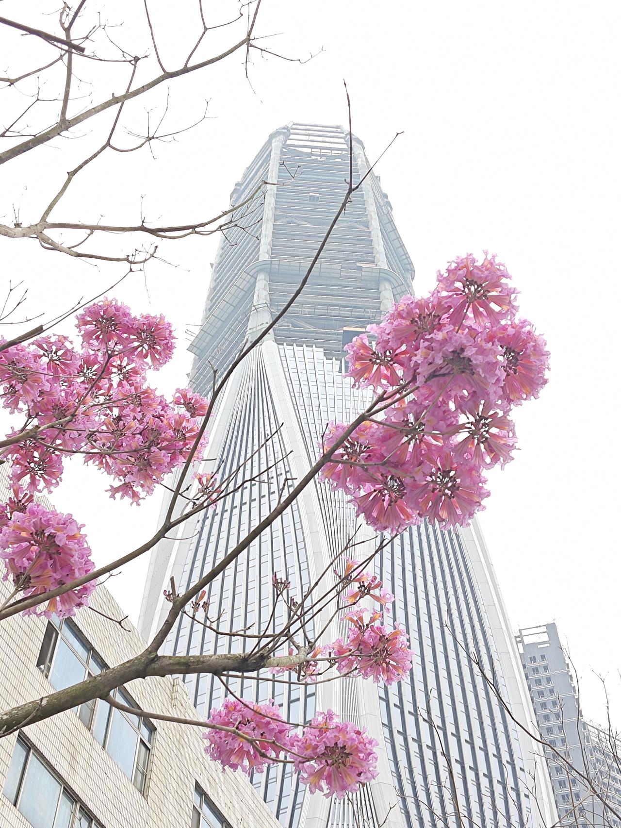 [途虫摄影]深圳笋岗路的这一棵紫花风铃，大抵是忘了该怎么凋谢了。