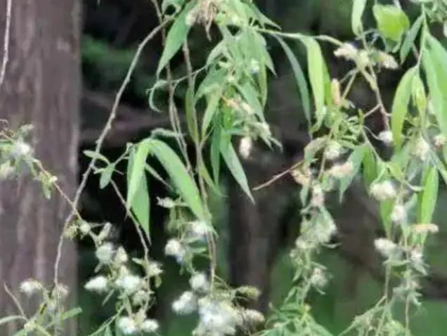 如何应对杨柳絮带来的过敏问题
杨柳絮纷飞季，过敏人群苦不堪言。应对可从多方面着手