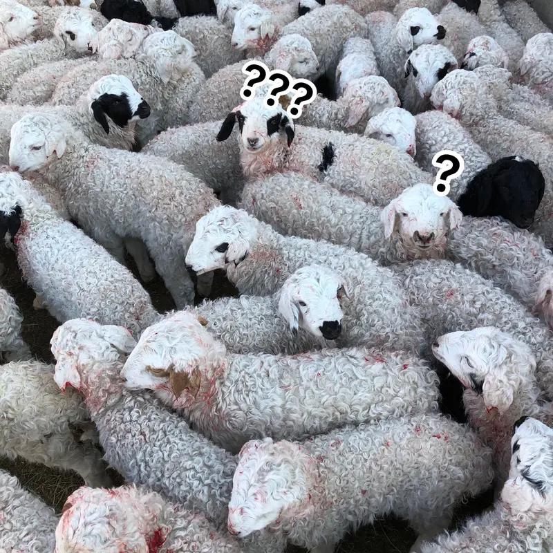 各平台薅羊毛是种什么样的体验? 各平台薅羊毛就像一场刺激的寻宝游戏。我曾在某互联