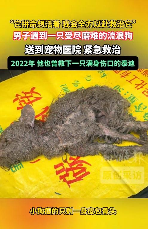十分让人动容！弱小生命拼尽全力求生，热心男子多年坚持救助流浪猫狗，用善意守护每一