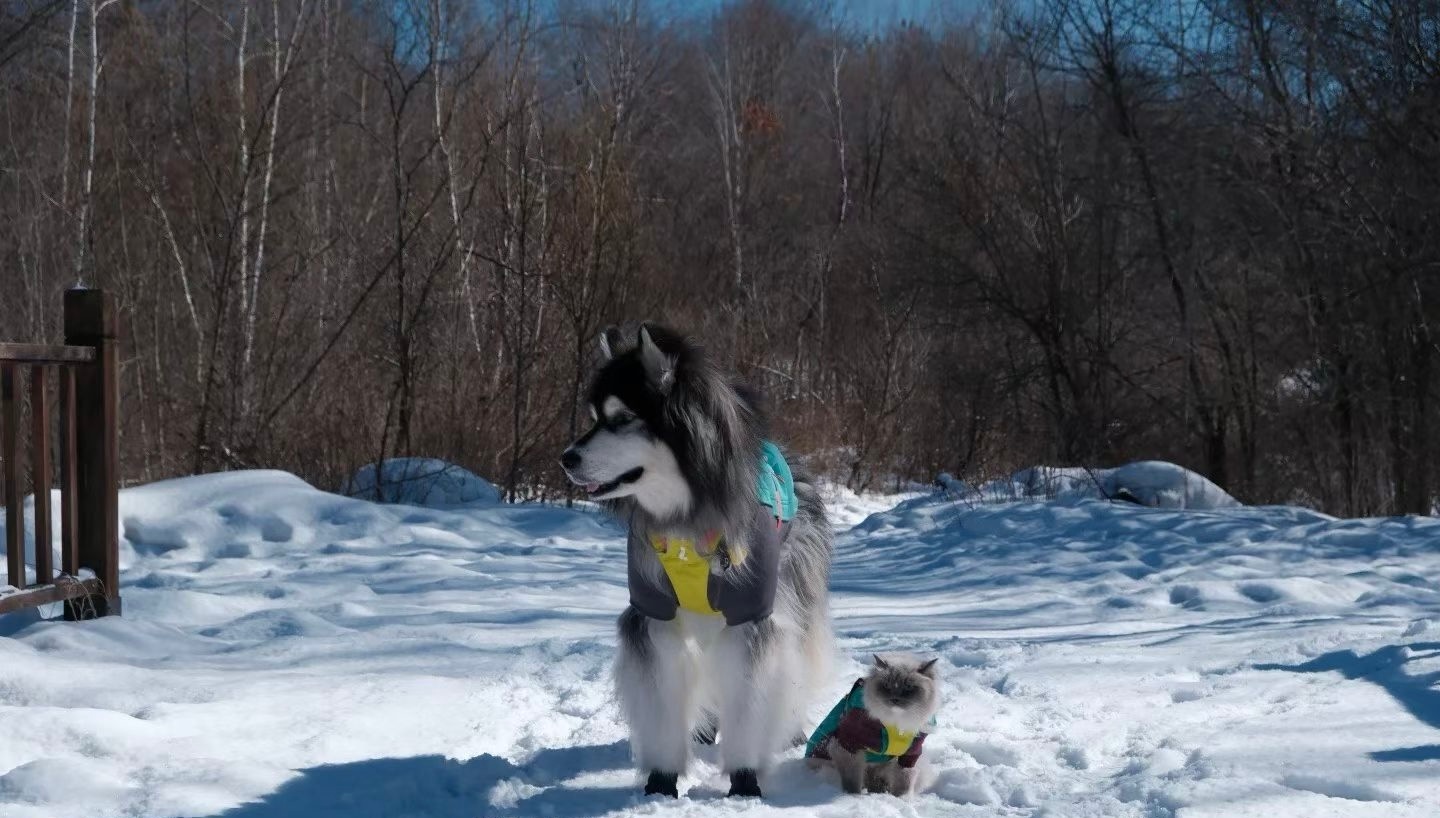 奶瓶妈妈也太牛了，春节杭州自驾去长白山，带南方🐶🐱看雪啦（家长） 