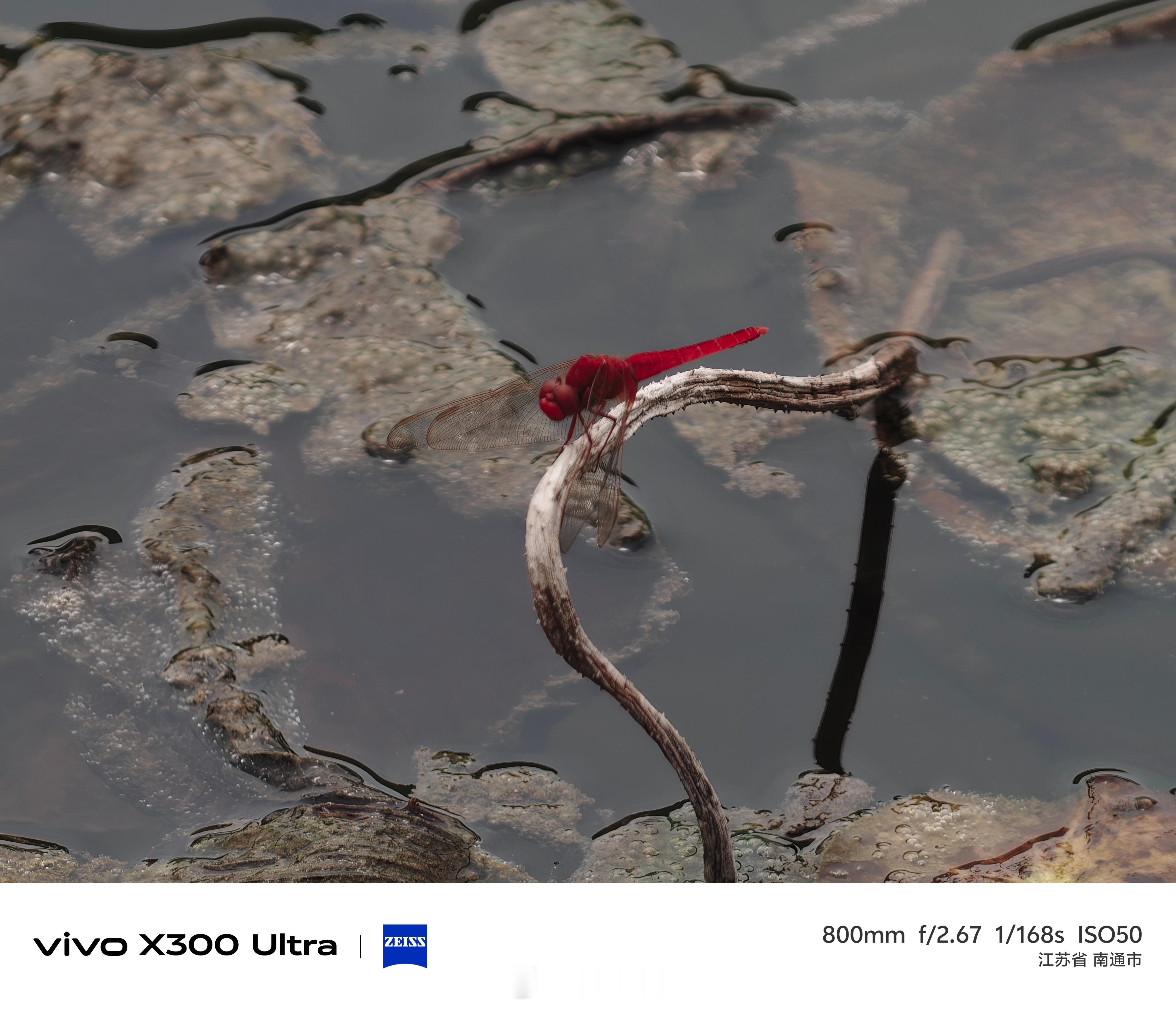 盛夏午后，用长焦记录一下荷塘景致。vivo X300 Ultra 搭配等效 40