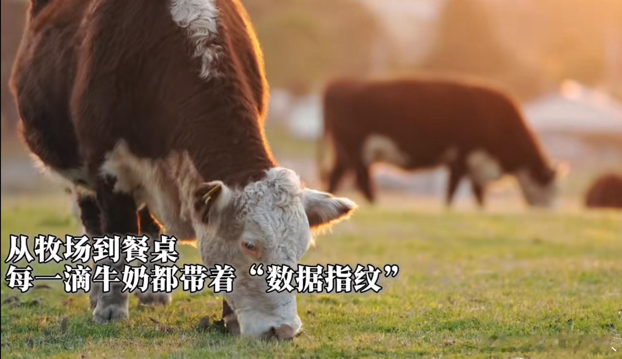 牛已经学会用AI了科技改变生活，每头牛都有数字身份证了，AI实时监测健康、定制饮