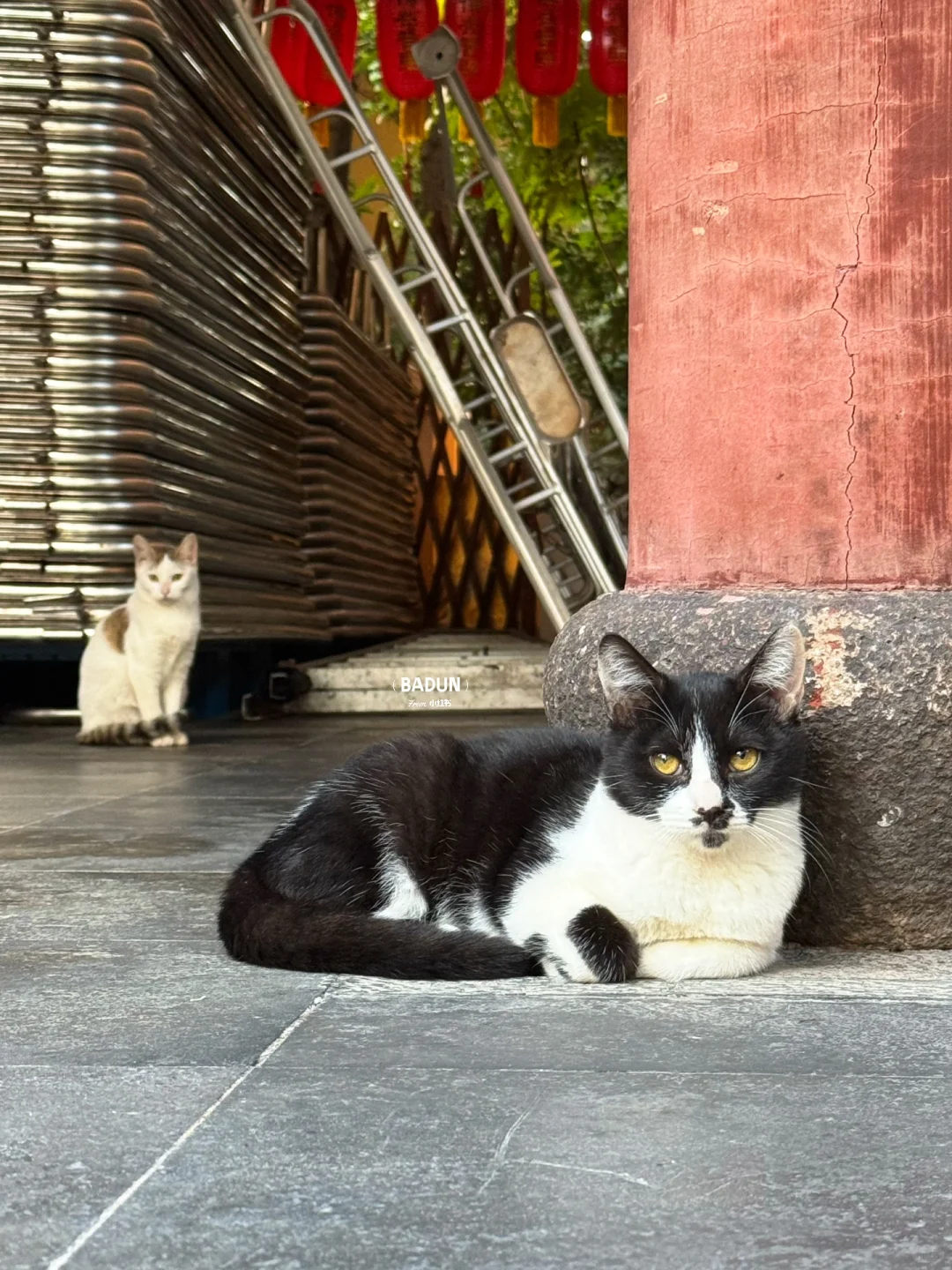 上海龙华寺猫咪俱乐部