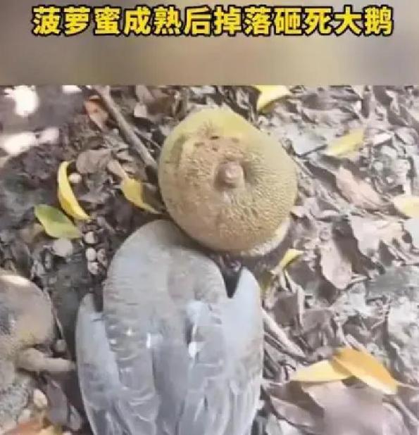 真是飞来横祸！近日，广东湛江一男子家院里的菠萝蜜成熟后突然从树上掉落，谁知正好砸