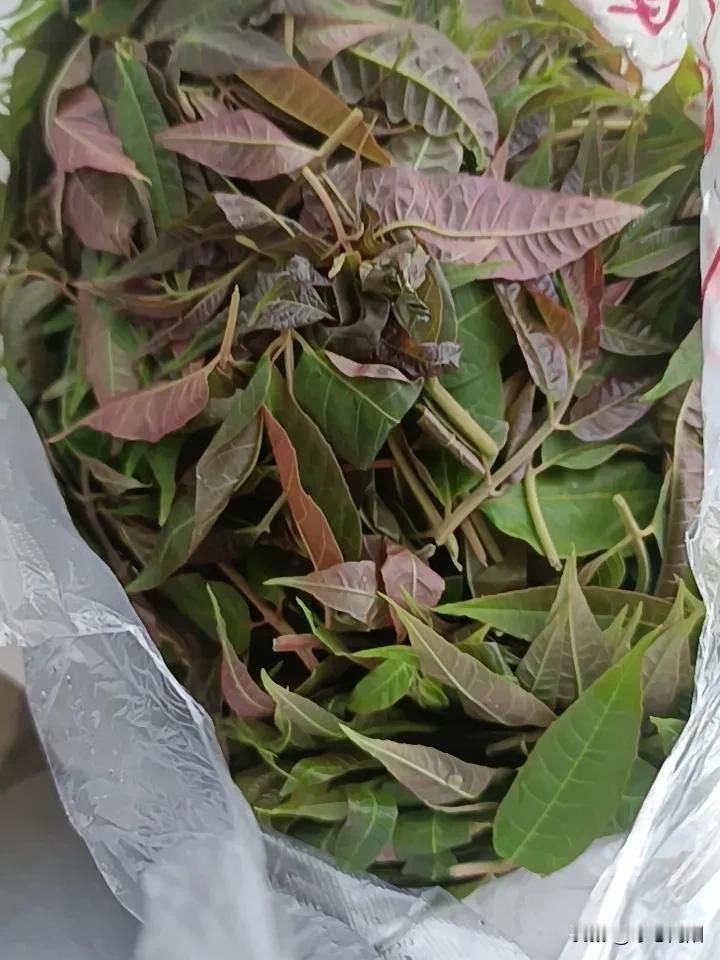 婆婆家的香椿芽，今年有幸吃到婆婆家的香椿芽了，真的很香，香椿芽有种特除的味道，不