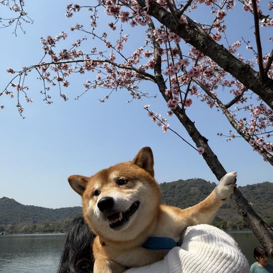 踏青啦