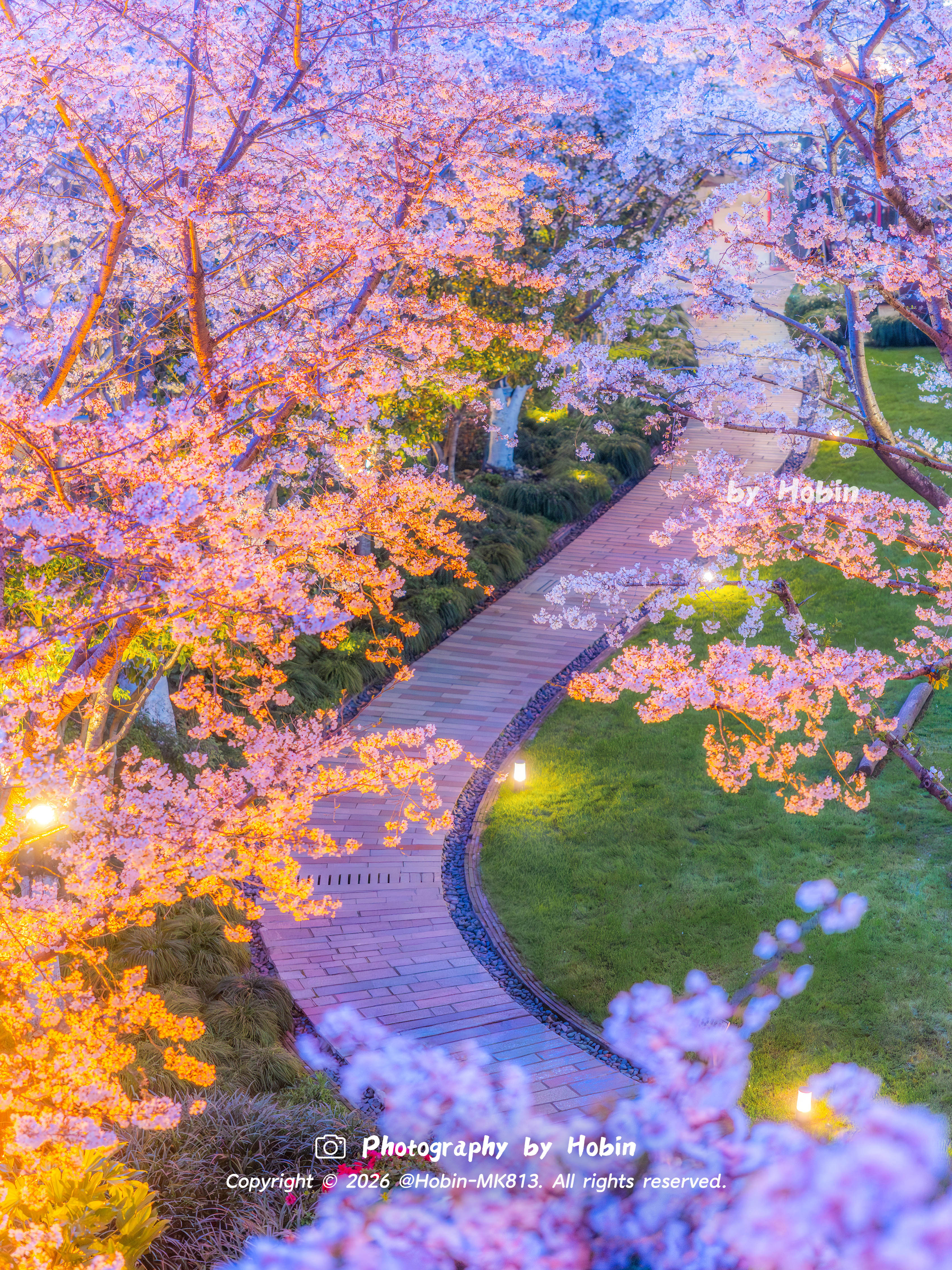 原来樱花和夜色才是绝配🌸城市灯火点亮满树繁花，这是独属于上海的春日浪漫 