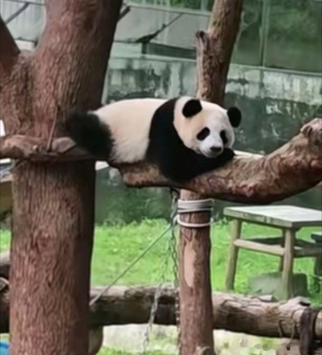 良月：崽学会没？终于有我展示的地方了～小月亮：会了会了，si easy 