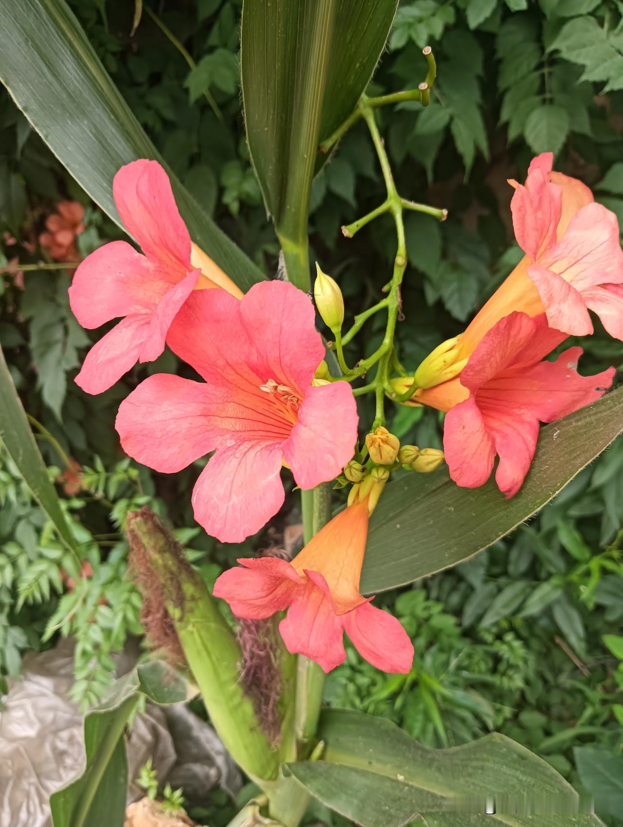 夏日生活打卡季夏天的🌸花儿大美，像凌霄花花期长，开得艳，令人心动！都说好花不常