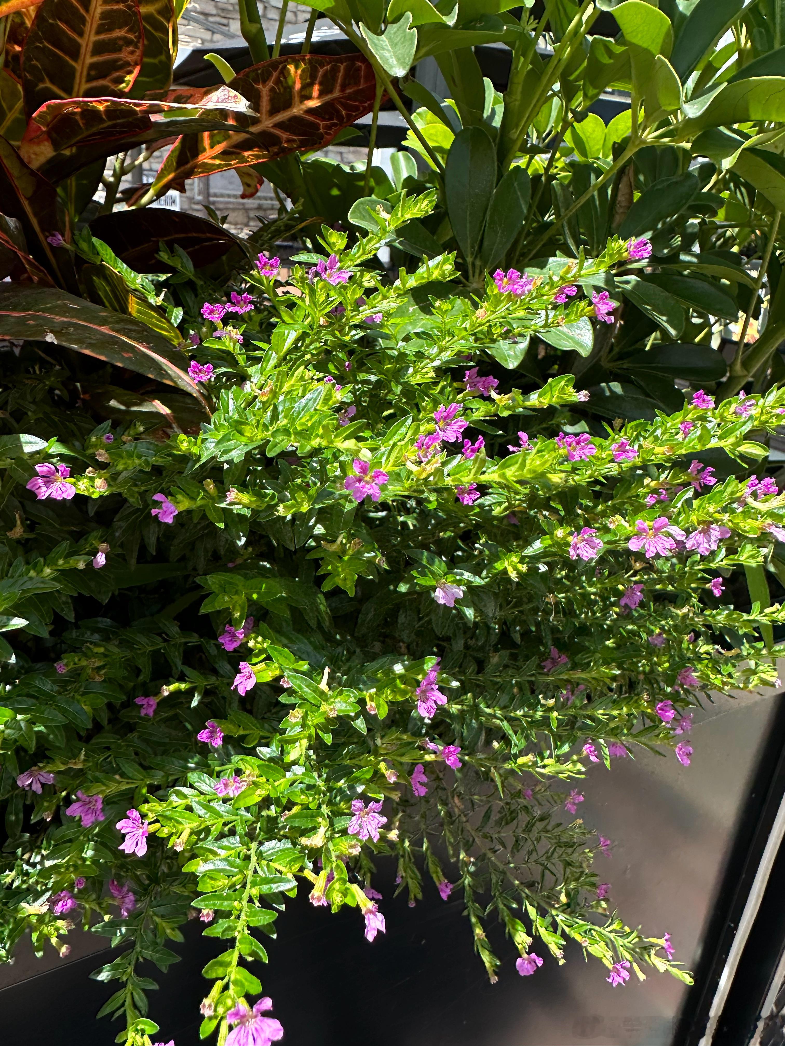 这叫萼距花，也叫紫花满天星。 