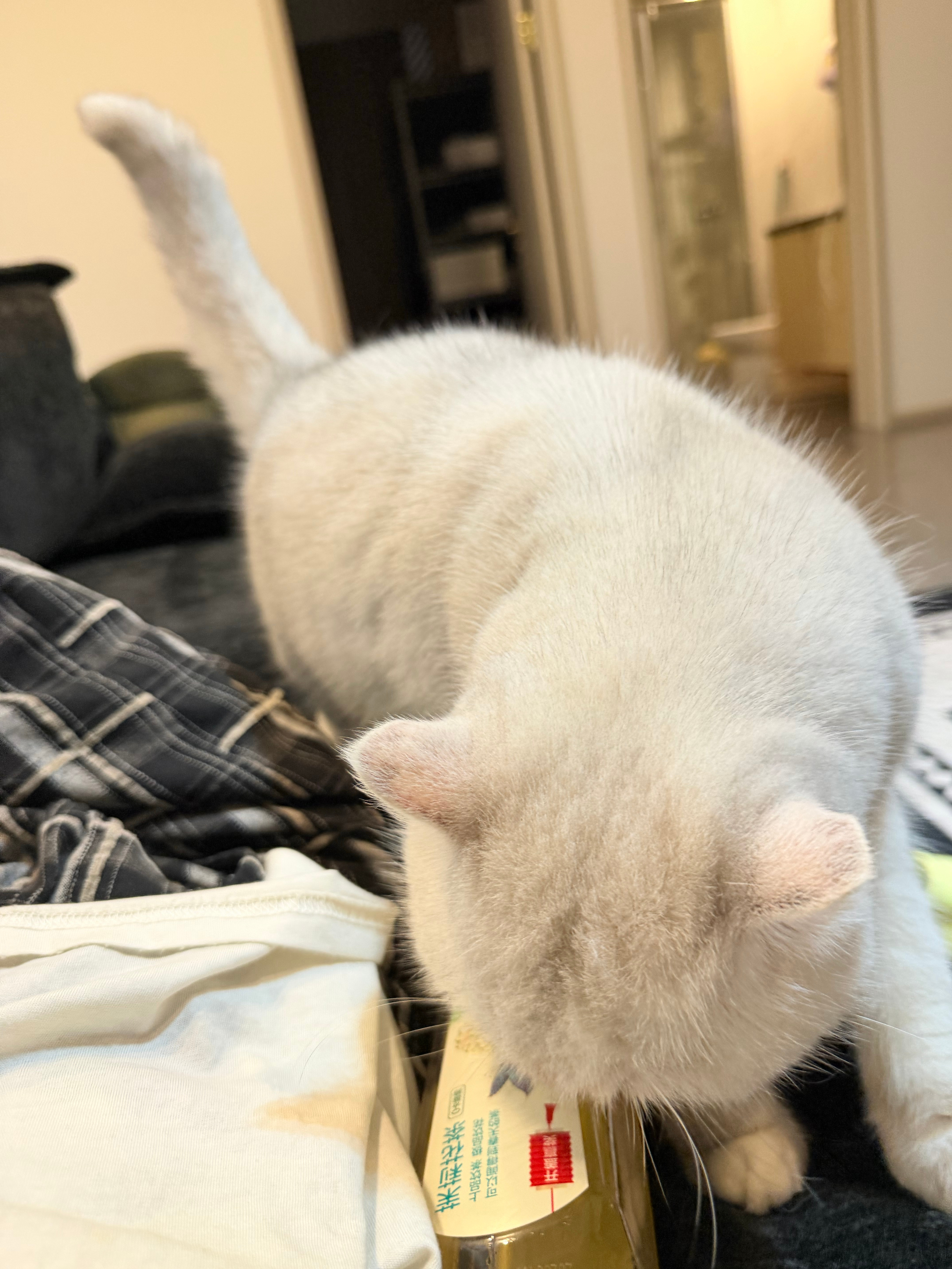 小猫 我们都会越来越好对叭 ！