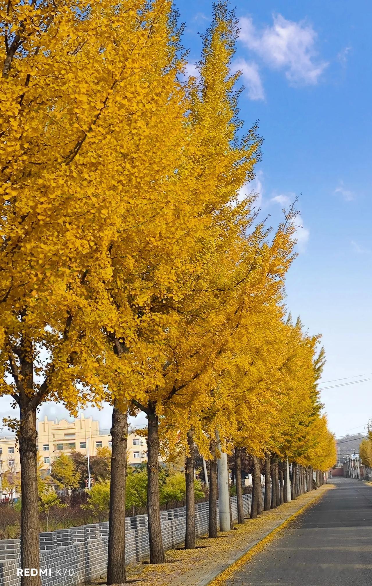 银杏树与白杨树秀美丽，家门口的秋色也吸睛。
——2024.11.2拍摄于北京密云