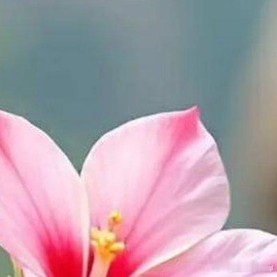 💐把烦心事丢掉，腾出地方装鲜花 