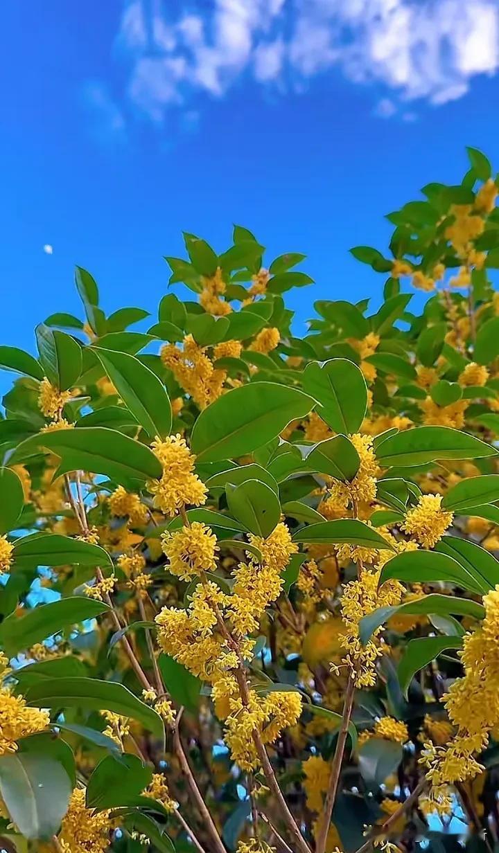 花开满枝头#秋日旅行日记##秋季花随拍# #秋季花草随拍#