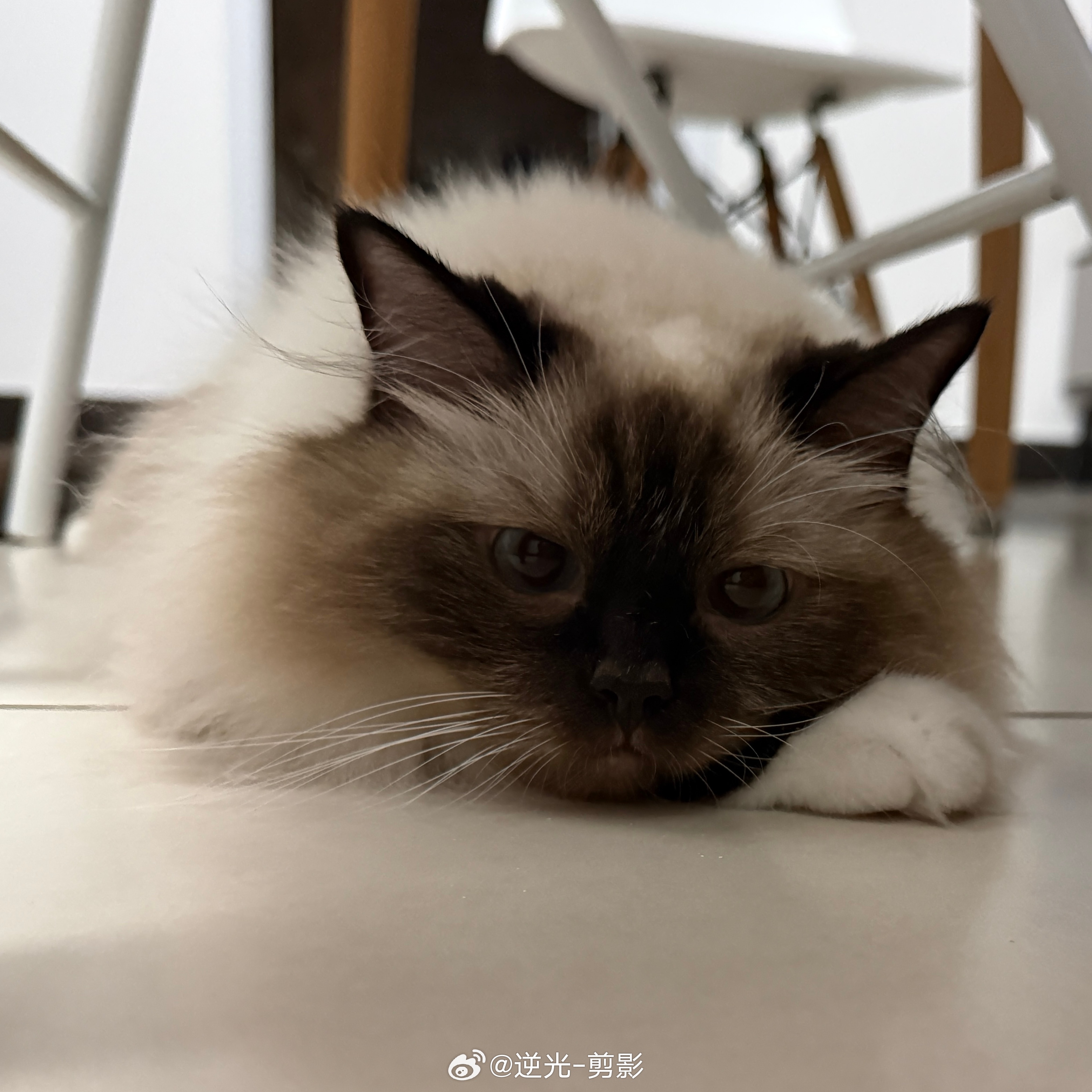 萌之！ 