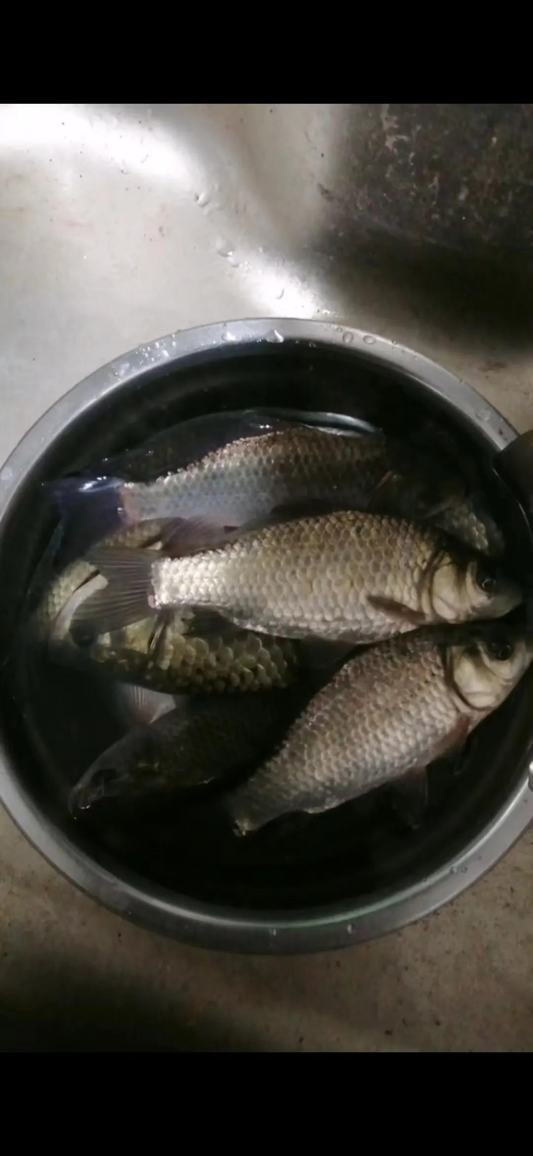 #秋日生活打卡#鲫鱼是杂食性鱼类，以下是它们喜欢吃的食物：
 
一、动物性饵料