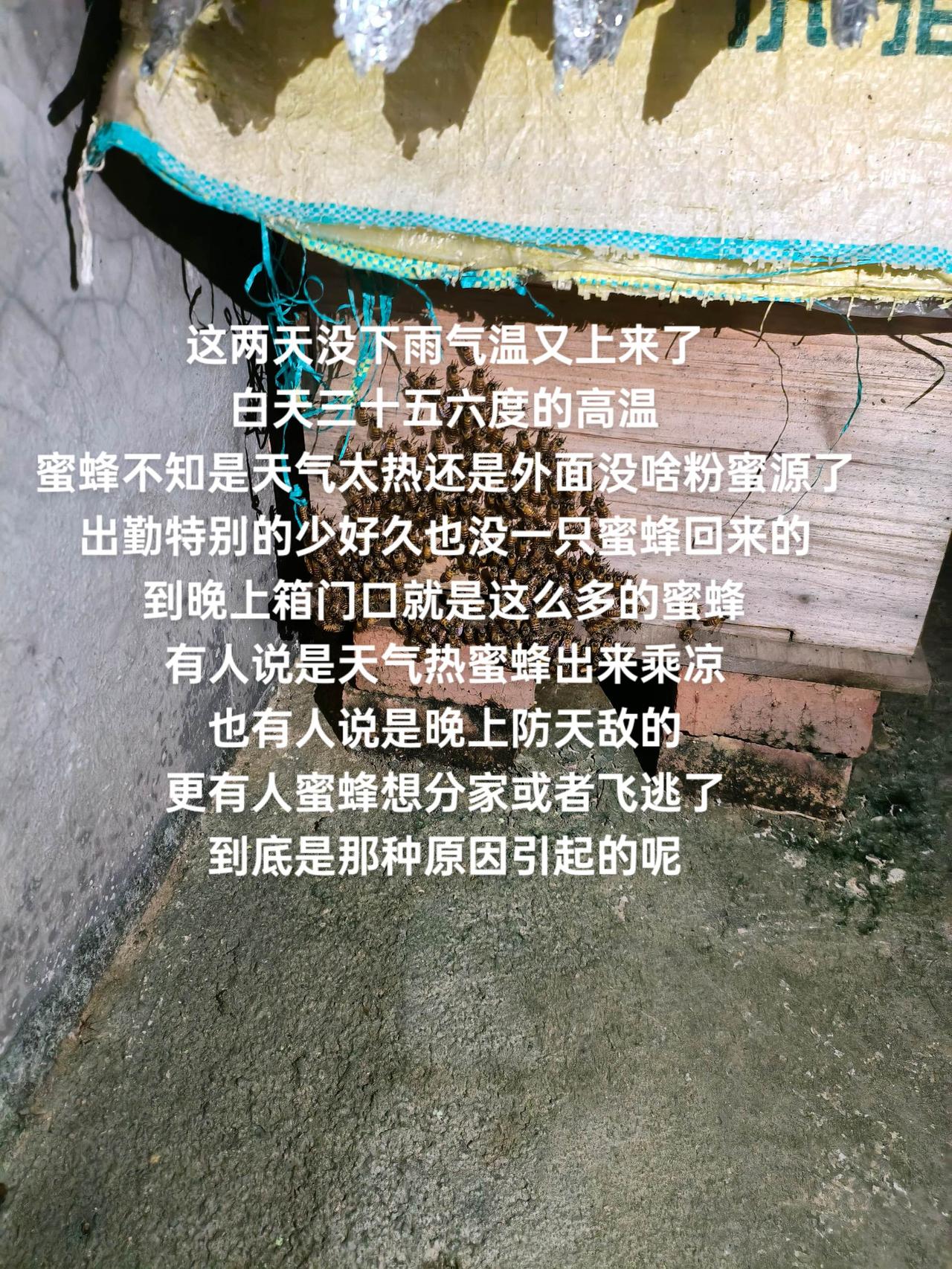 这两天没下雨气温又上来了
白天三十五六度的高温
蜜蜂不知是天气太热还是外面没啥粉