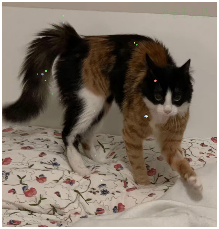 三拼猫 