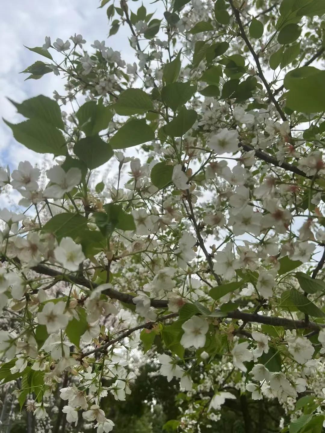 春日生活打卡季走进大自然，满树的生机，雪白的梨花，竞相开放，江南的春天就这样直白