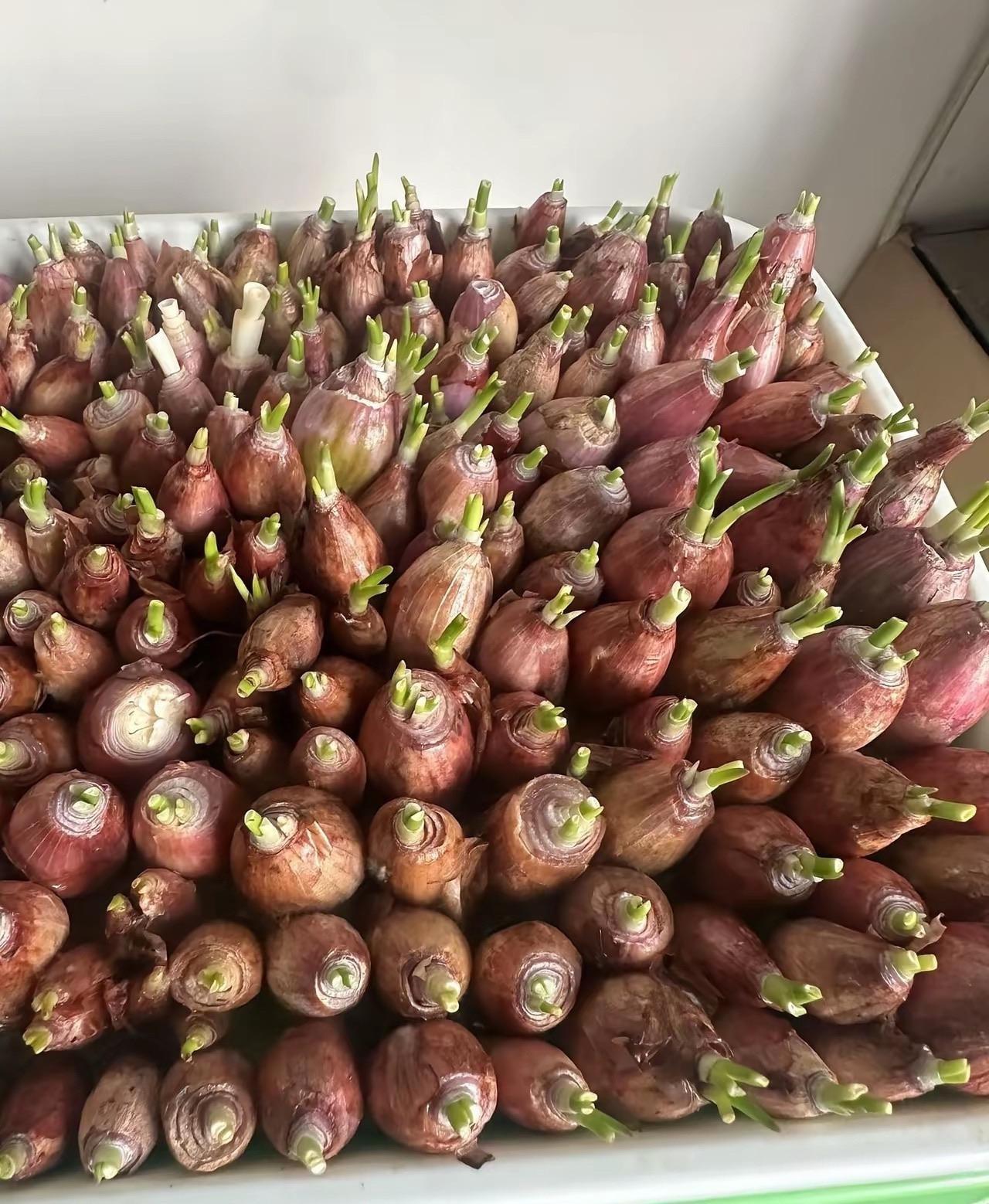 春天到了万物复苏