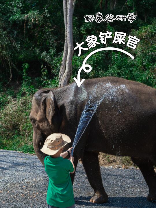 西双版纳野象谷已回｜发现带娃这样玩才深度