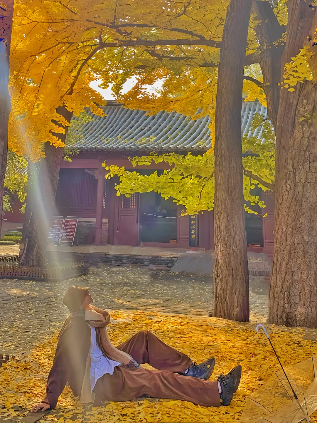 11.1日济南❗️灵岩寺银杏叶🍂已进入鼎盛期🔥