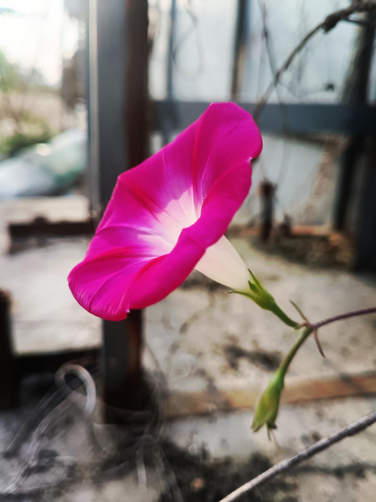 晨光初绽，粉紫喇叭花迎风轻摇，柔瓣含露，藤蔓缠绕，静谧中透出蓬勃生机。