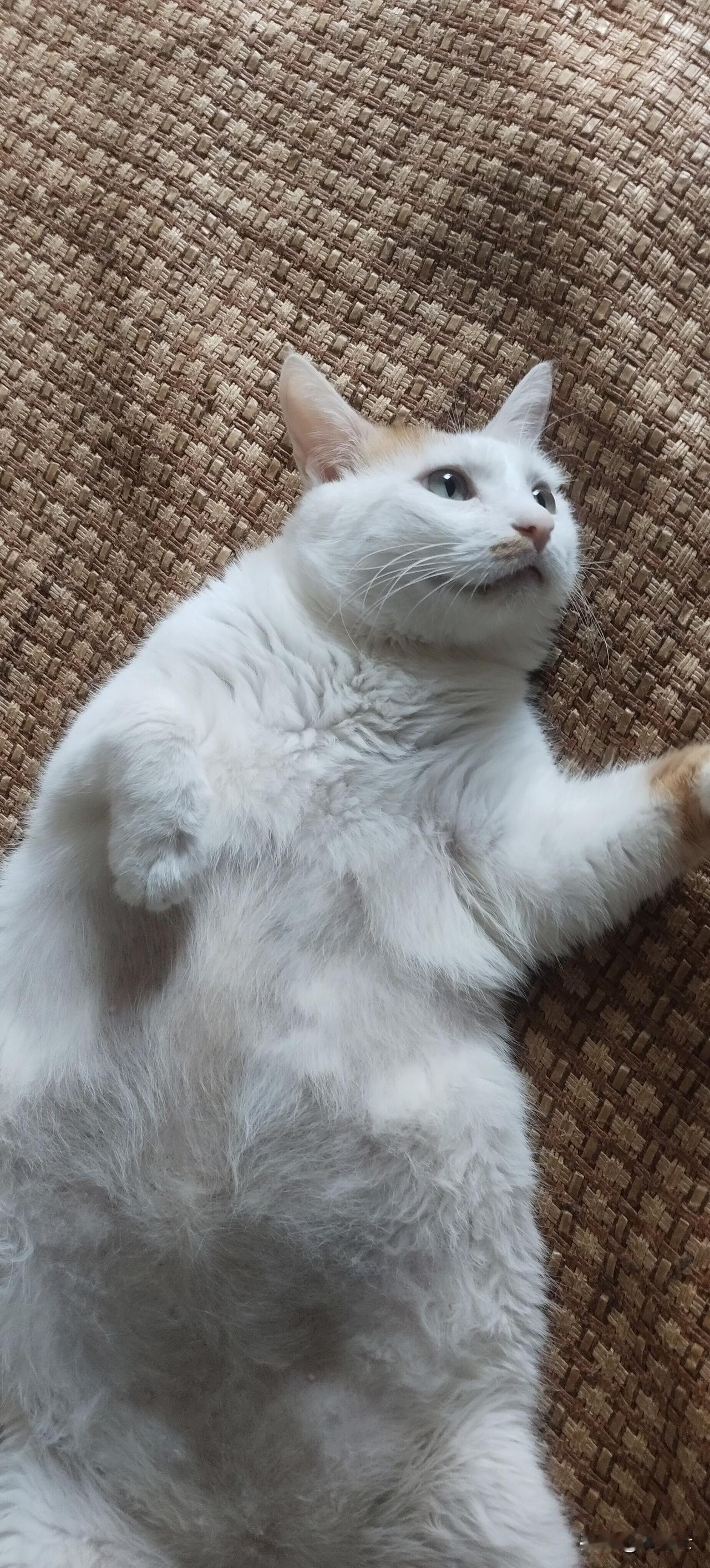 分享一张猫咪可爱的照片