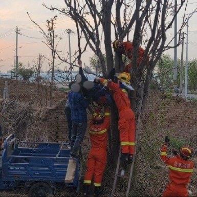 北京顺义的一名男子最近经历了一场“生死时速”。就因为想摘口新鲜的香椿，他大晚上爬