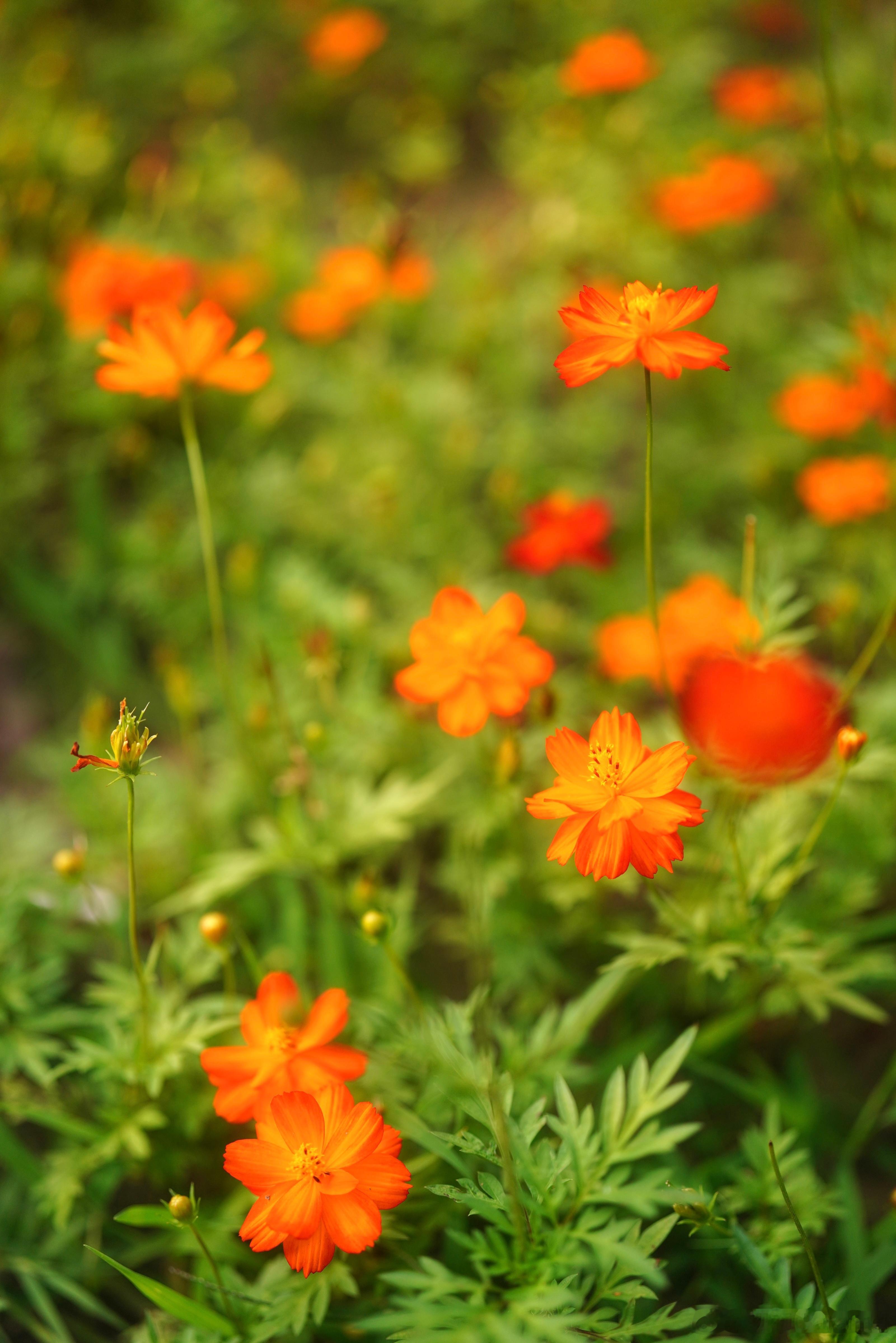 Remarkably Bright Flowers.🌼 