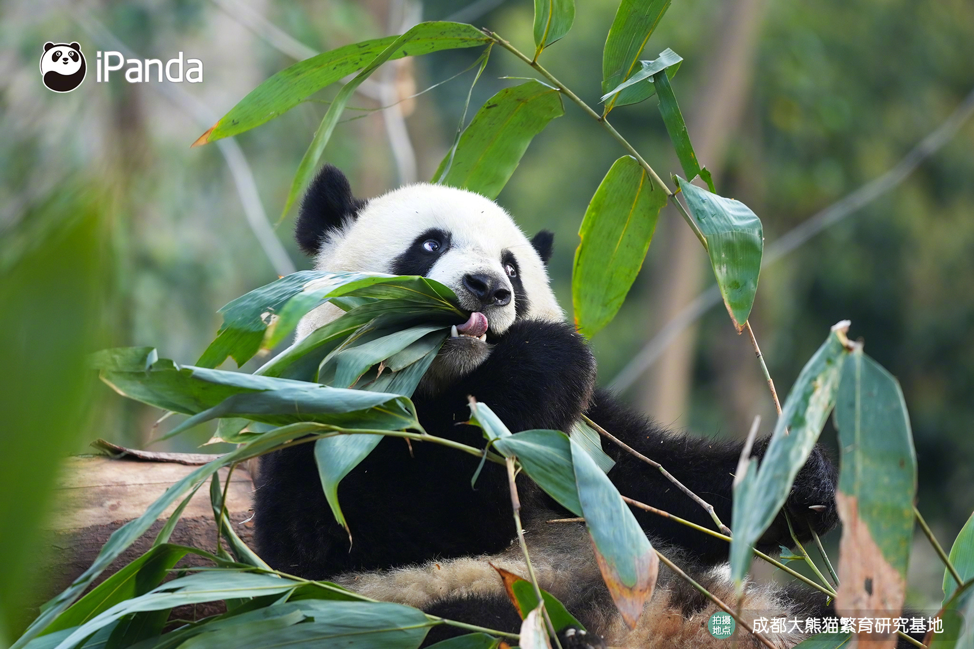 【大熊猫的治愈从早安开始🌟】🐼发言熊：“芝书”名熊名言：认真干饭的每一口，都