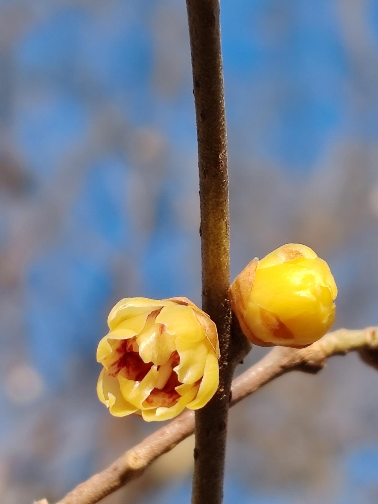 晒图笔记大赛腊月赏梅。