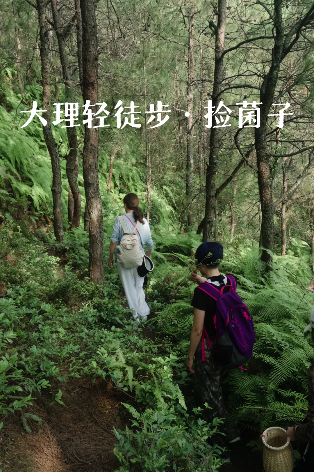 大理轻徒步，捡菌子，感受蕨类森林
