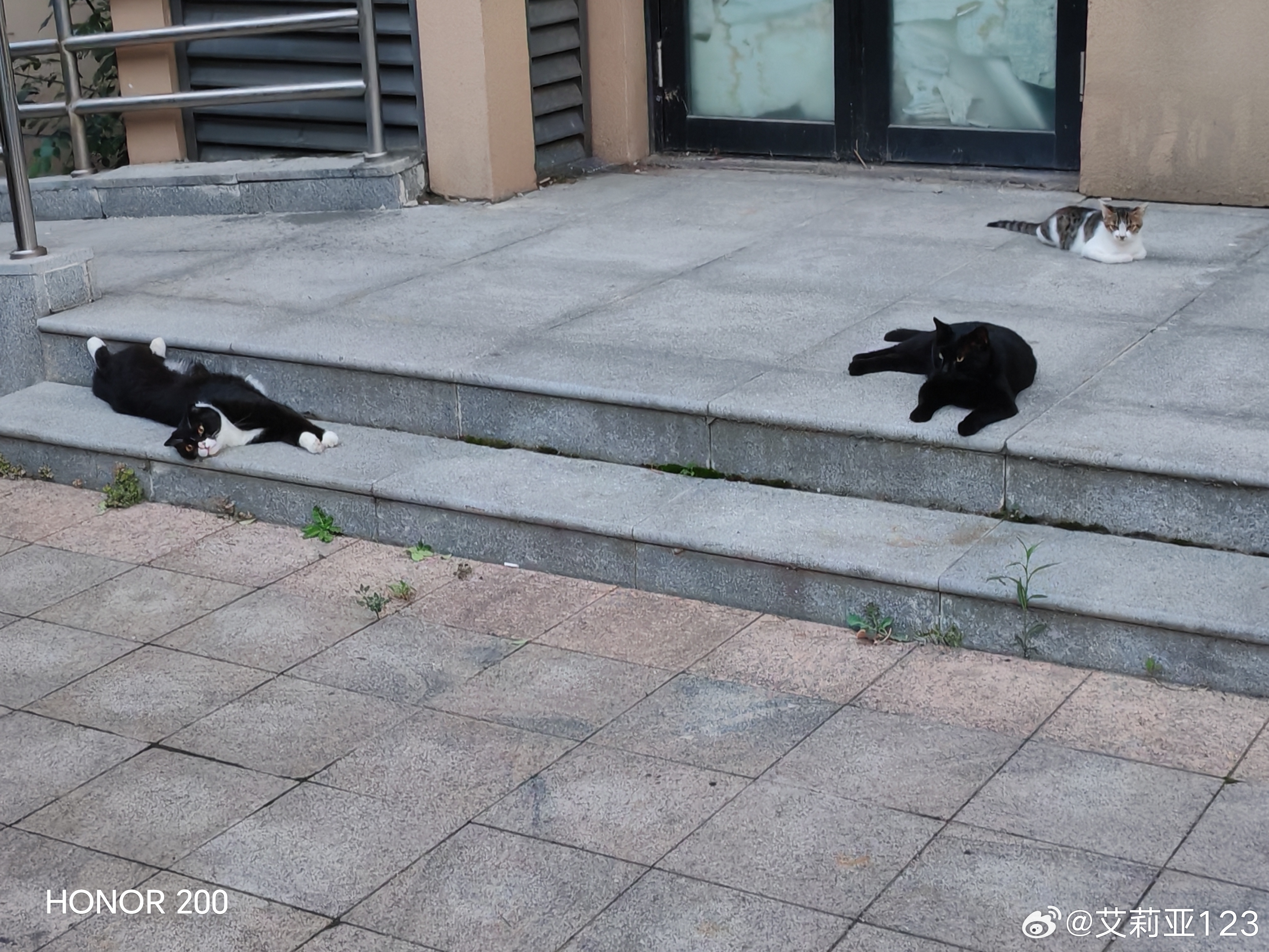 下辈子做一只小猫吧，流浪猫也行，每天傍晚的时候过来等着投喂，吃饱喝足就找个地方睡