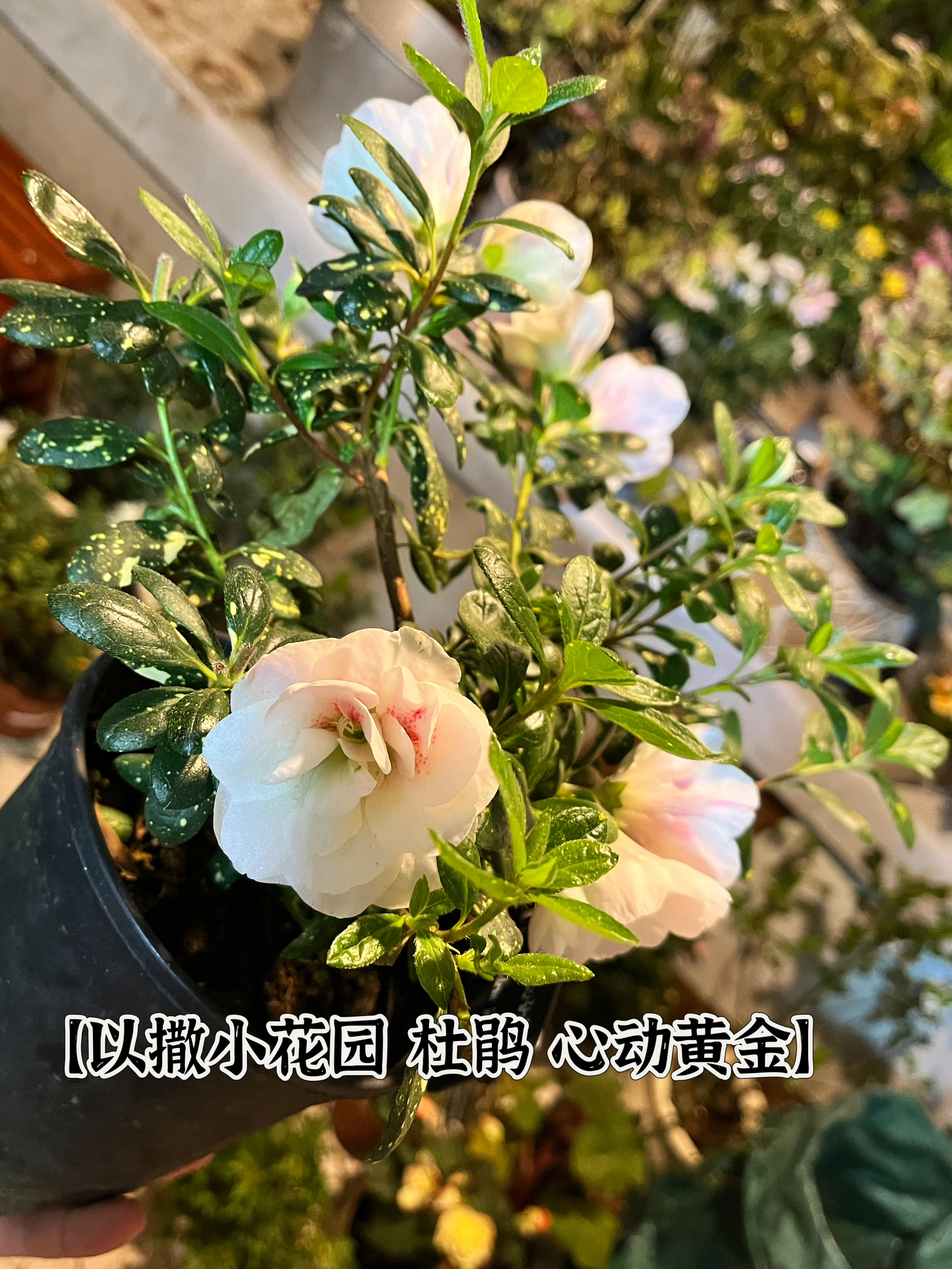 【以撒小花园 杜鹃 心动黄金】叶子洒金的小杜鹃花[坏笑][坏笑]～ ​​​