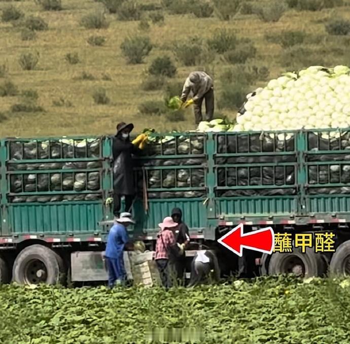 最近河北“甲醛白菜”刷屏全网，看完实拍视频，无数人后背发凉、满心愤怒！
田间地头