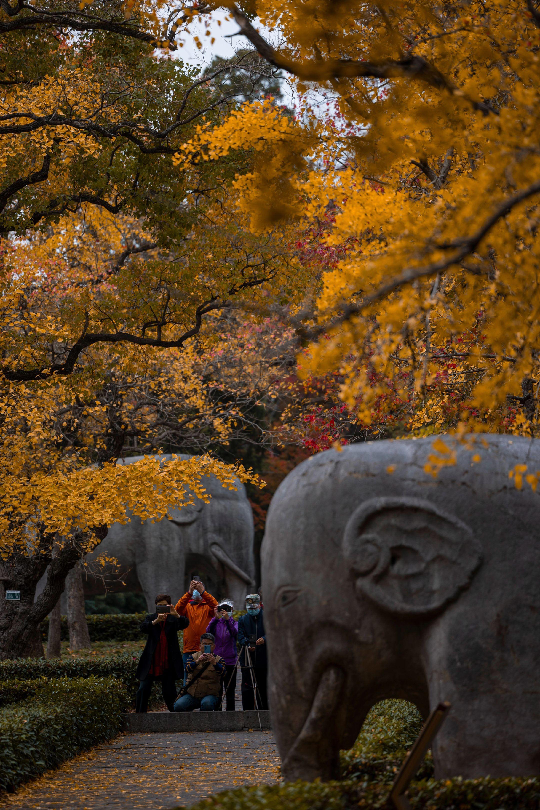 秋天的南京，雨天也好有氛围感。南京石象路的树叶开始黄了 雨天落叶铺满石...