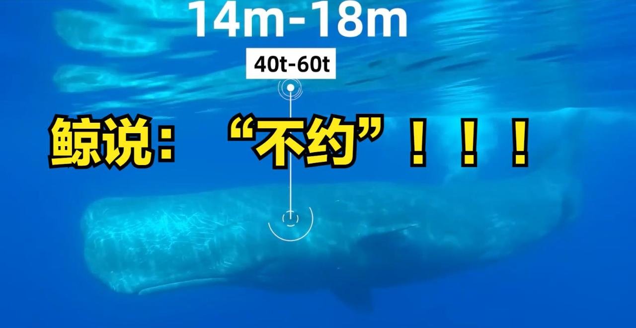 8719条鲸声录音曝光！AI拆解抹香鲸交流密码，颠覆我们对动物的认知
谁小时候没