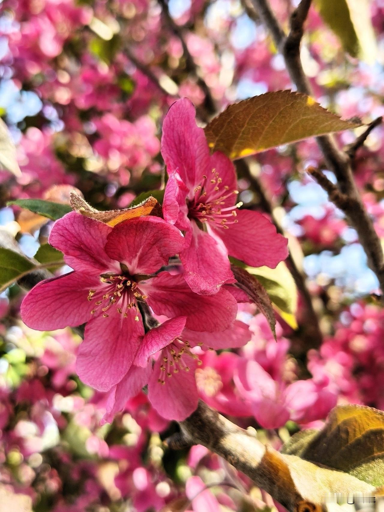 北美海棠
海棠花溪的北美海棠，历经风雨后愈发绚烂，在一片花海中格外醒目。
花朵玲