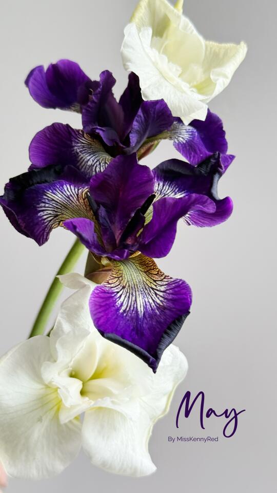 西伯利亚鸢尾｜漫天星碎藏于花间