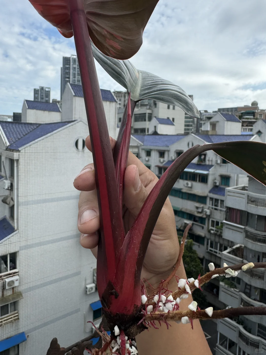 红刚果蔓绿绒锦｜切段侧芽mark