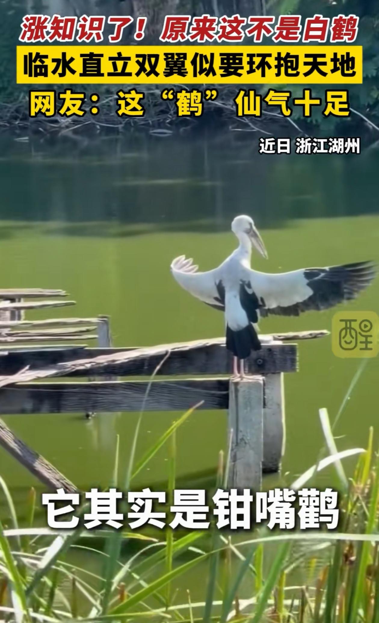“涨知识了！”浙江湖州，男子钓鱼的时候发现水边有一只白色大鸟站立着张开翅膀，一动