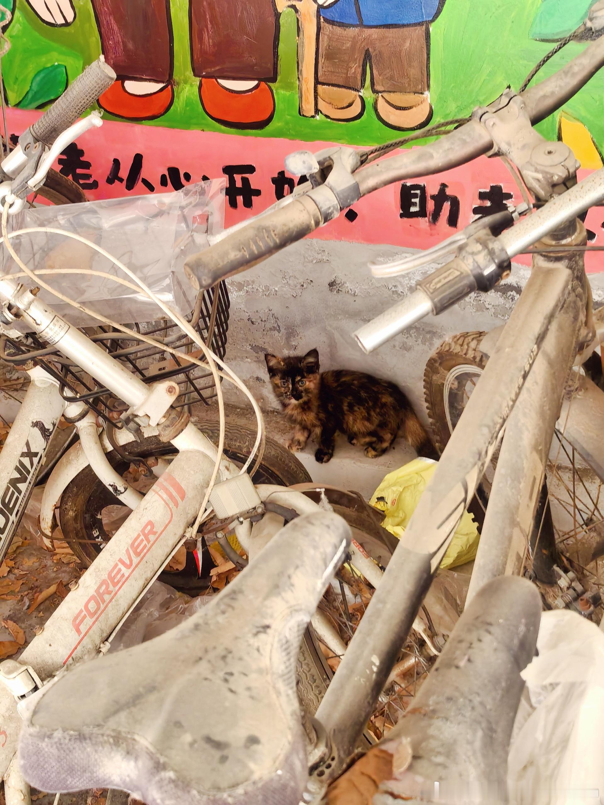 小三花一家小三花的新小孩—小玳瑁，长得有点点潦草