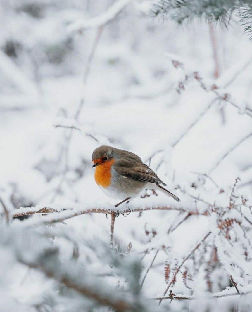 “冬天似乎万物都沉睡了，但实际上，这是一个复苏和反思的时期。”——Elizabe