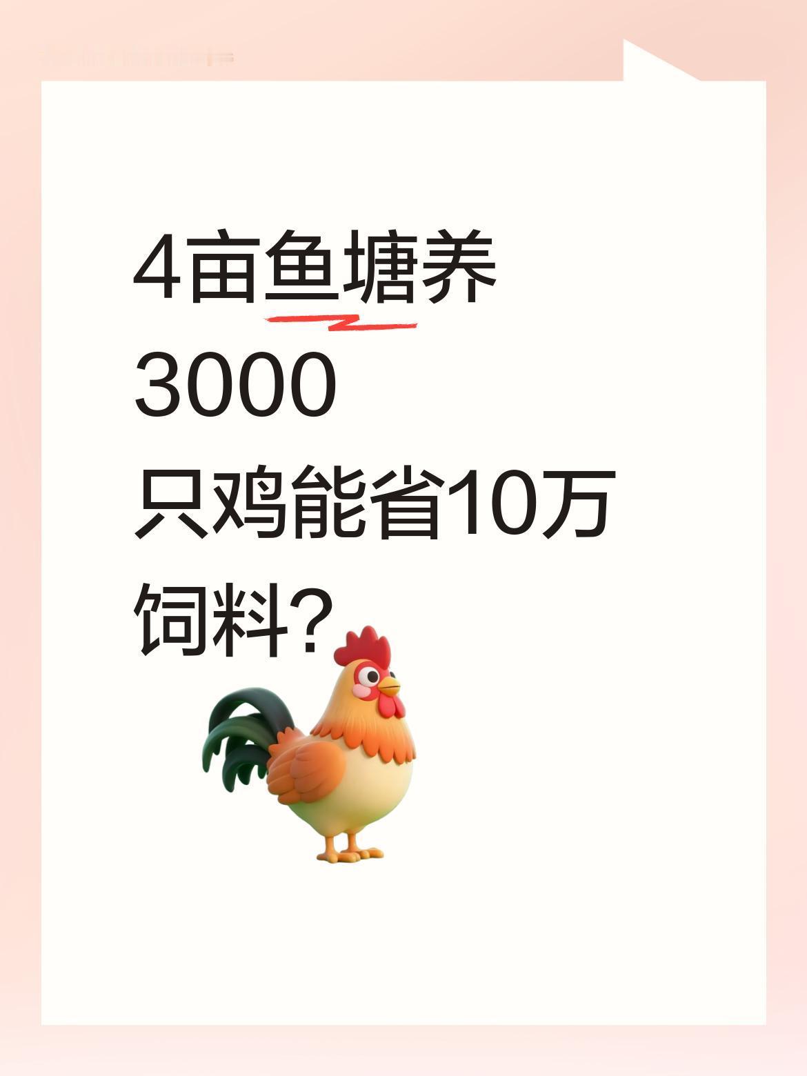 4亩鱼塘养3000只鸡能省10万饲料？
广西有人用4亩鱼塘养3000只鸡，搭配1