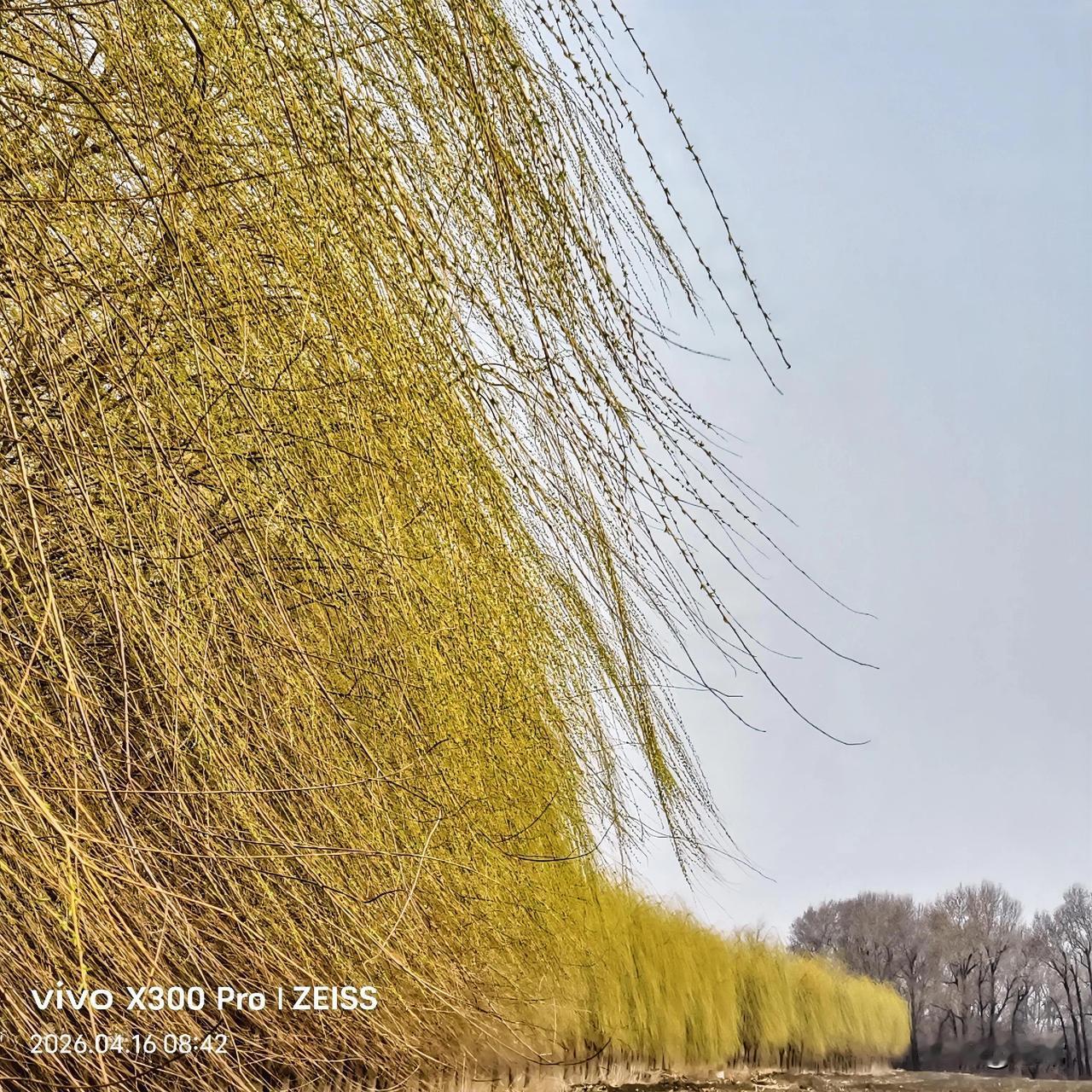 碧玉妆成一树高，万条垂下绿丝绦，不知细叶谁裁出，二月春风似剪刀。（贺知章《咏柳》